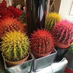 Ehinocactus