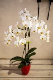 Phalaenopsis orchid